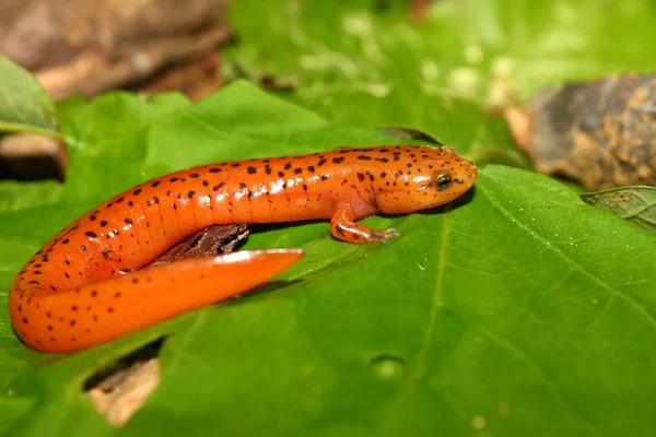 Röd Salamander (Pseudotriton ruber) — Stockfoto