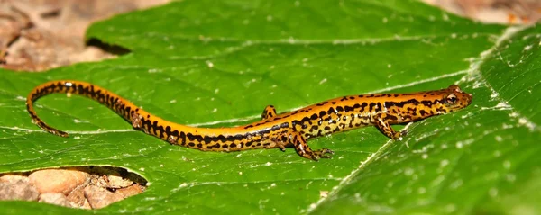 Salamandra de cola larga (Eurycea longicauda ) — Foto de Stock