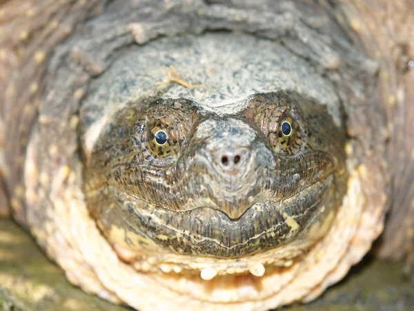 Turtle Snapping (chelydra serpentina ) — Fotografia de Stock
