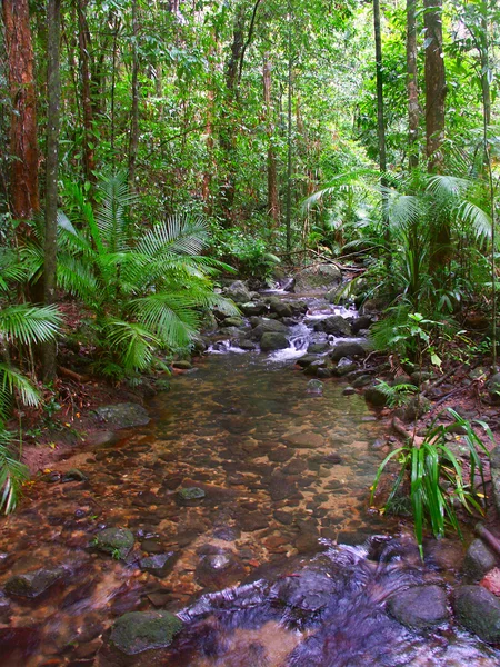 丹特里雨林-昆士兰州，澳大利亚 — 图库照片