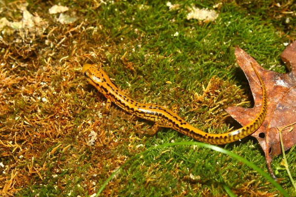 Salamandra de cauda longa (Eurycea longicauda ) — Fotografia de Stock