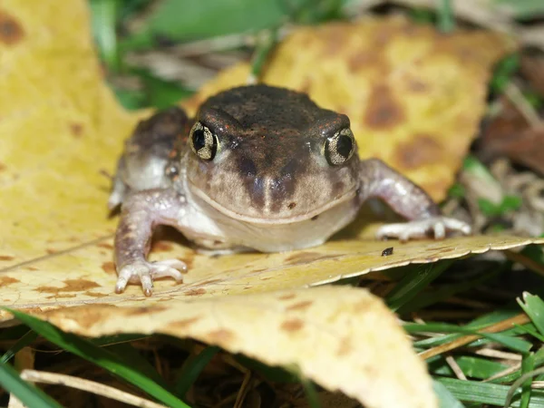Spadefoot Toad (Scaphiopus holbrookii) — Stock Photo, Image