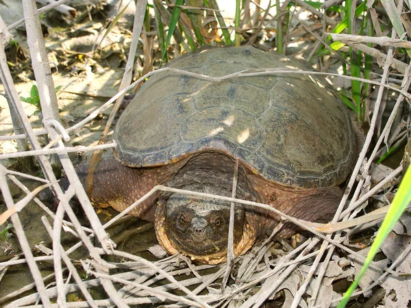 Snapping Turtle (Chelydra serpentina) — Stock Photo, Image