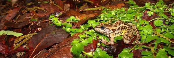 Pickerel Frog (Rana palustris) — Stock Photo, Image