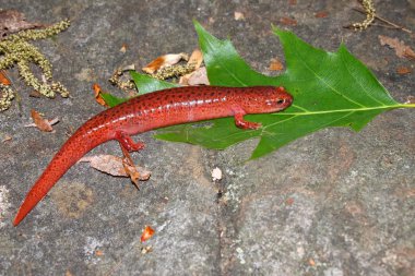 Kırmızı semenderi (Pseudotriton ruber)