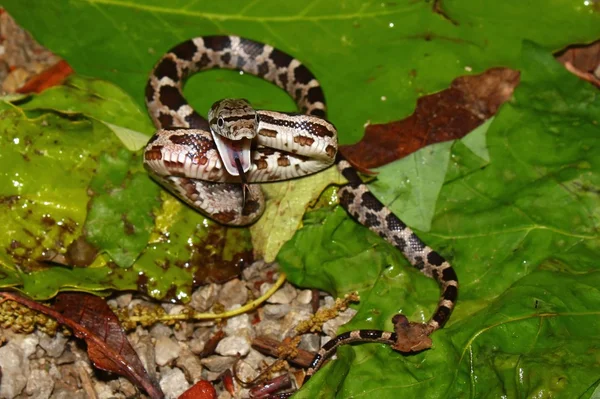 Gray Rat Snake (Elaphe rietuil) — Stockfoto