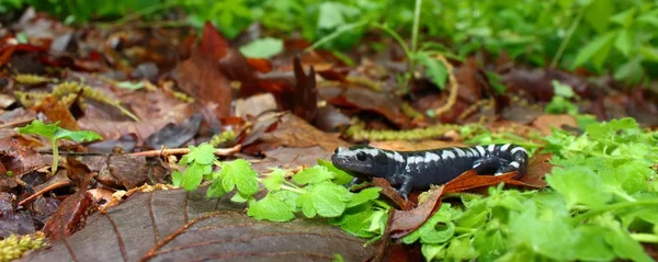 Gemarmerde Salamander (Ambystoma opacum) — Stockfoto