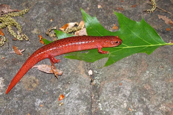 Красная саламандра (Pseudotriton ruber ) — стоковое фото