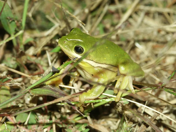 Green Treefrog (Hyla cinerea) — Stock Photo, Image