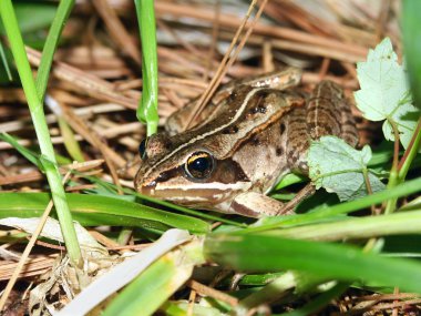 Wood Frog (Rana sylvatica) clipart