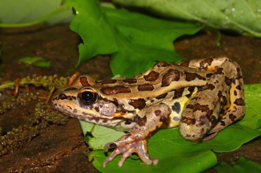 Pickerel Frog (Rana palustris) clipart