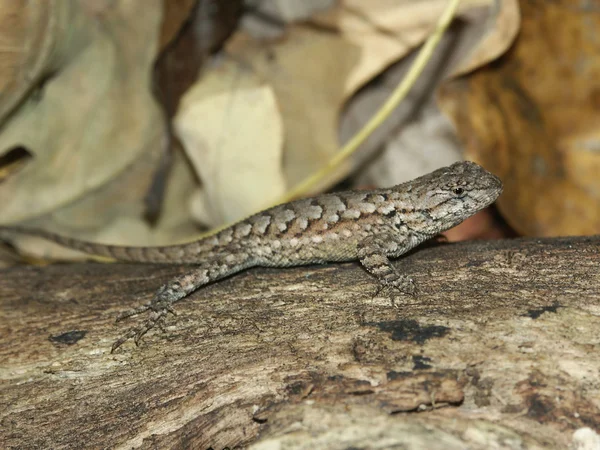 Fence Lizard (Sceloporus undulatus) — Stock Photo, Image