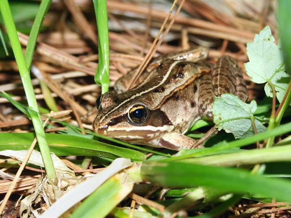 Лісова жаба (Rana Лісовий) — стокове фото