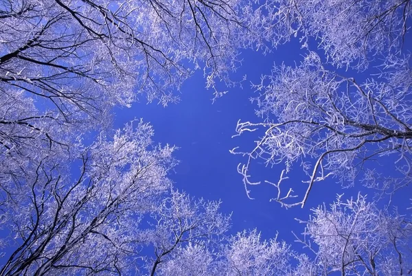 Свіжі снігопад в штаті Іллінойс — стокове фото