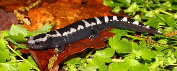 Salamandra marmoreada (Ambystoma opacum ) — Fotografia de Stock