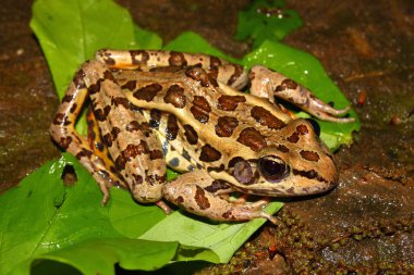 Turna Kurbağa (Rana palustris)