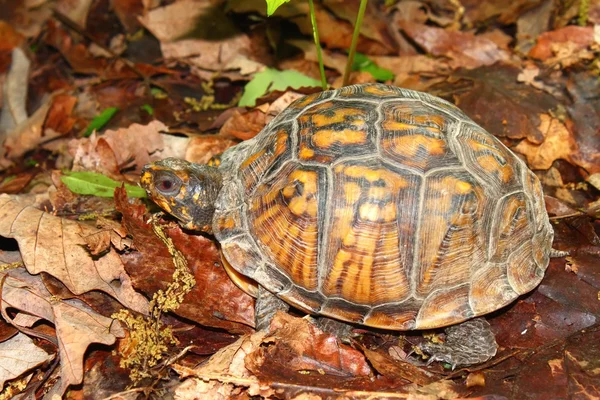 Box Turtle (Terrapene carolina) — Stock Photo, Image