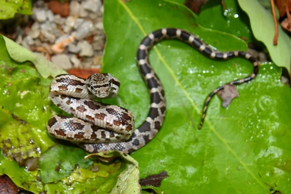Серый крысиный змей (Elaphe obsoleta ) — стоковое фото
