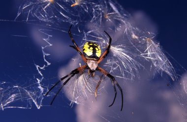 Garden Spider (Argiope aurantia) clipart