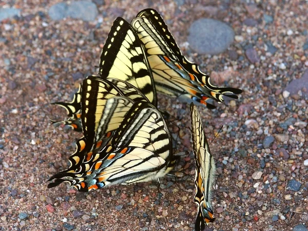 Тигровая ласточка (Papilio glaucus ) — стоковое фото