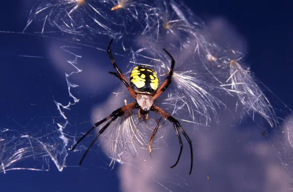 Zahradní Spider (křižák aurantia) — Stock fotografie