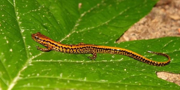Långstjärtade Salamander (Långsvansad bäcksalamander) — Stockfoto