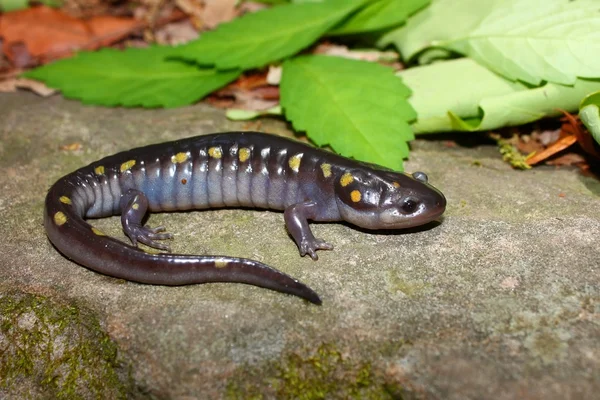 Salamandre maculée (Ambystoma maculatum) ) — Photo