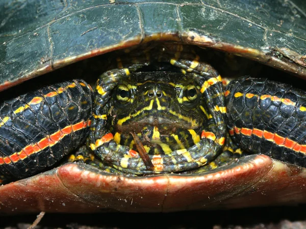 Färgade sköldpaddor (Chrysemys picta)) — Stockfoto