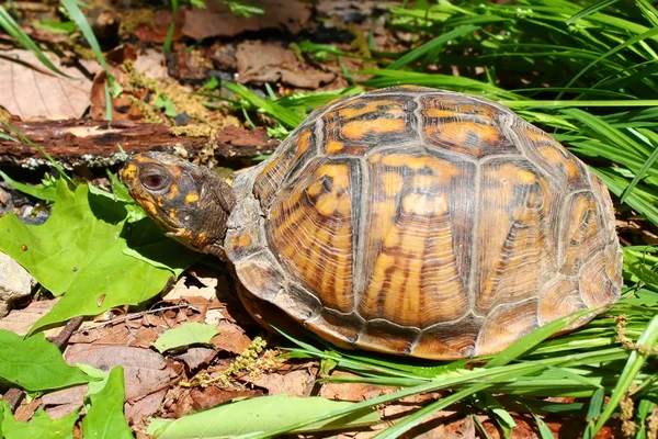 Buchsschildkröte (Carolina terrapene)) — Stockfoto