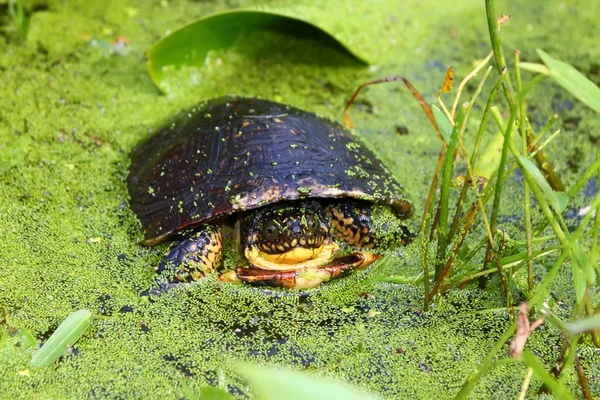 Посадка черепахи (Emydoidea blandingii) ) — стоковое фото