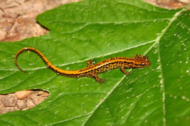 Uzun kuyruklu semender (Eurycea longicauda)