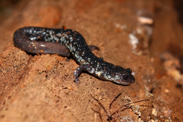 Salamandra viscosa (Plethodon glutinosus ) — Fotografia de Stock