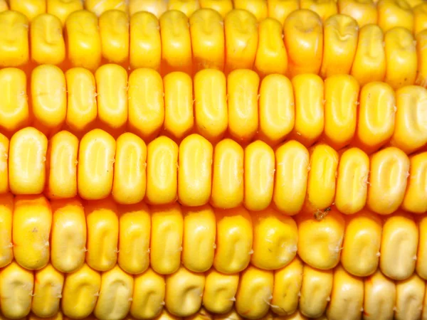 Corn Background — Stock Photo, Image