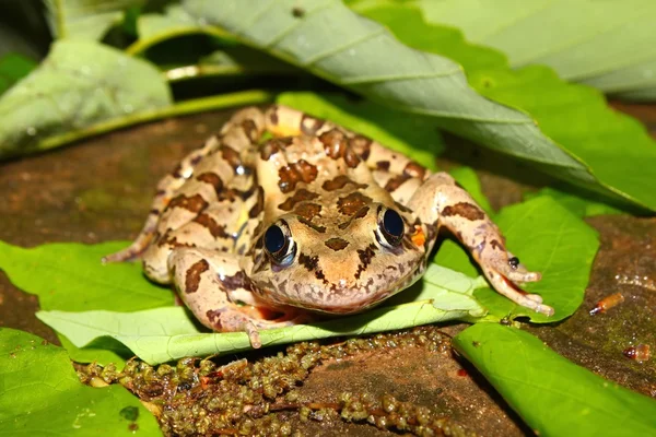 Pickerel żaba (Rana palustris) — Zdjęcie stockowe