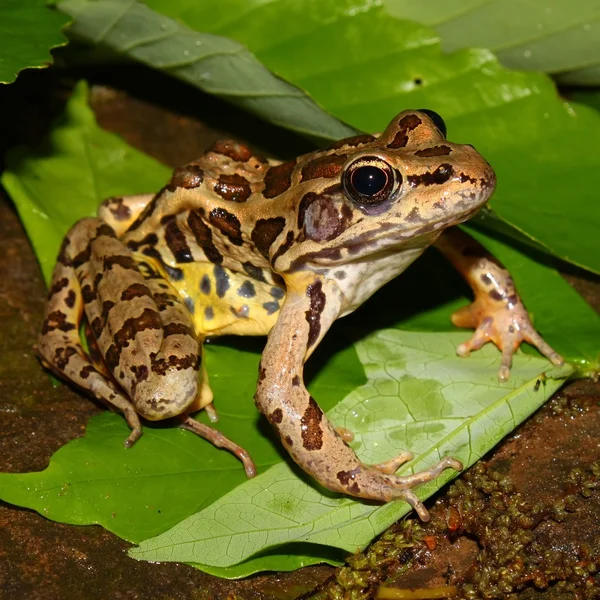 Pickerel żaba (Rana palustris) — Zdjęcie stockowe