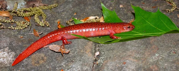 Salamandra roja (Pseudotriton ruber ) — Foto de Stock