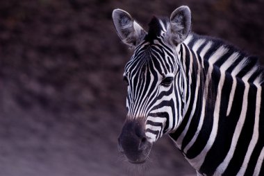 Zebra portrait clipart