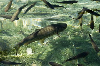 Plitvice Lakes National Park, Croatia. clipart