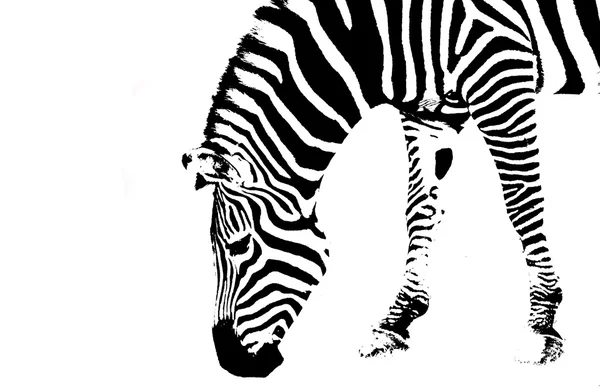 Zebra Bw — Fotografia de Stock