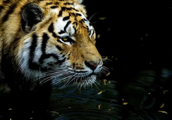 Tiger jakt Stockbild