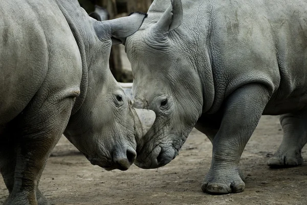 Rhinos fighting Royalty Free Stock Photos
