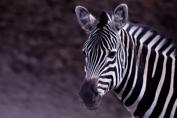 Zebra porträtt Stockfoto