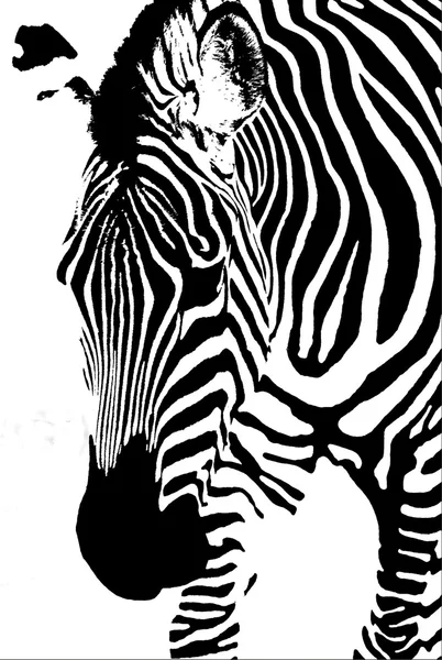 Zebra Bw Royaltyfria Stockfoton