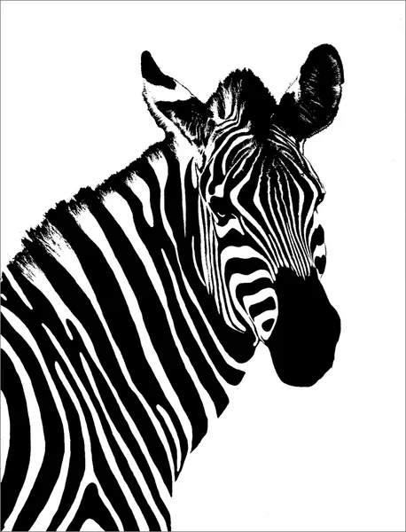 Zebra Bw Stockfoto