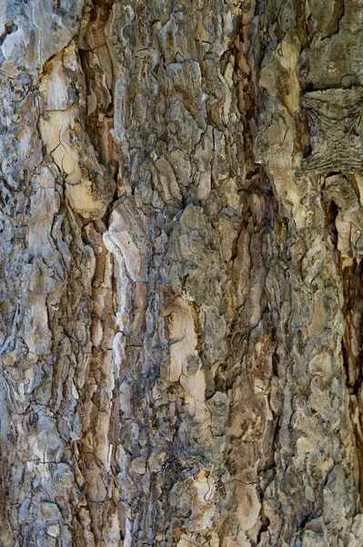 stock image Texture, pine bark