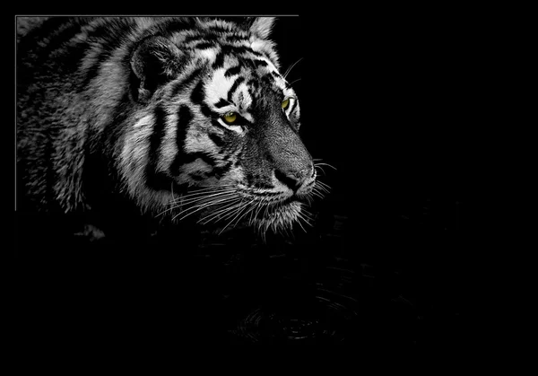 Tiger hunting - BW Stock Picture