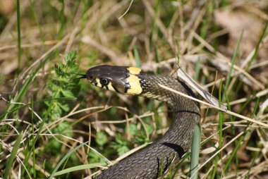 Grass snake clipart