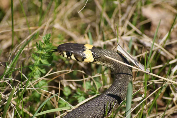 Serpiente de hierba —  Fotos de Stock
