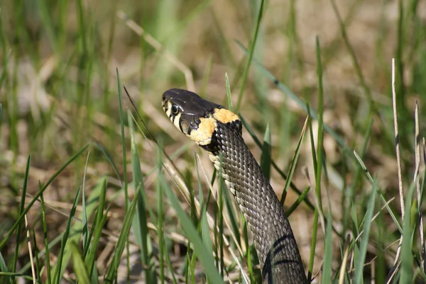 Serpiente de hierba — Foto de Stock