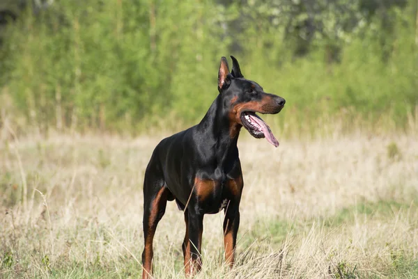 Доберманская собака — стоковое фото